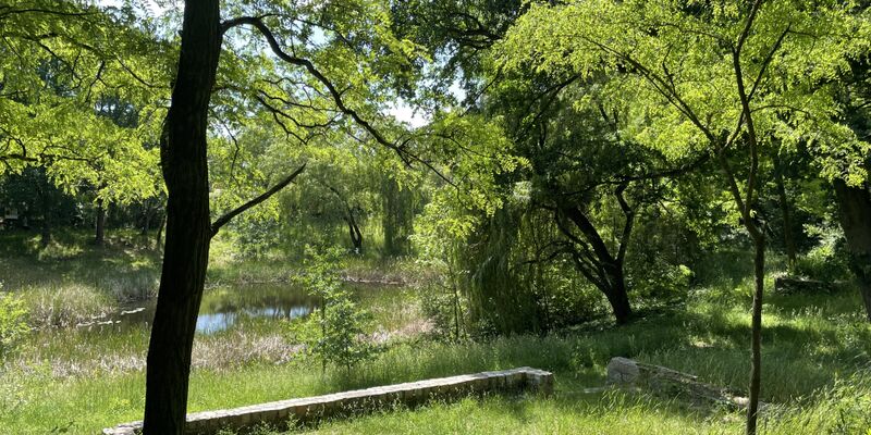 News Titelbild - Ökologische Sicherung von Käseteich und Park: Planungsleistungen ausgeschrieben