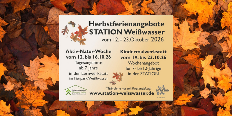News Titelbild - Herbstferien an der Station Weißwasser: Natur entdecken und kreativ werden